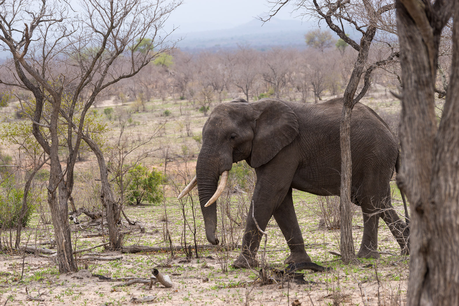 20161113 153112 Elefant 1